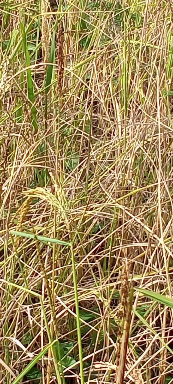 In this photo taken August 3, a jhum field is seen ripe with limited affected rice spikelet due, which farmers maintain, is due to deficient rains. (Photo: By Special Arrangement)